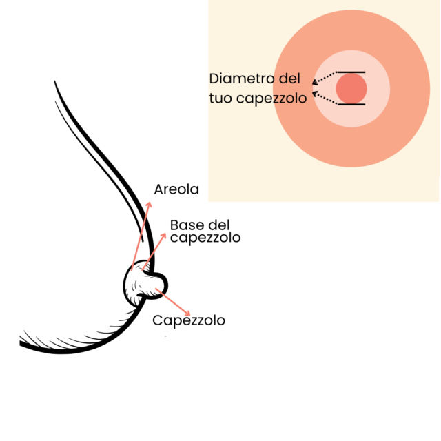 forma del seno